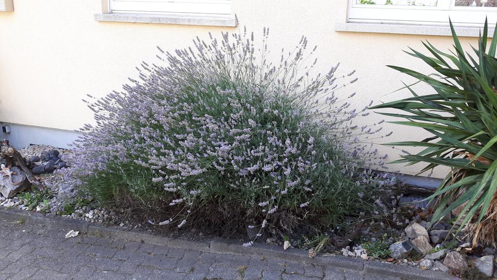 Winzerhof Senn Apartamento Vogtsburg Exterior foto